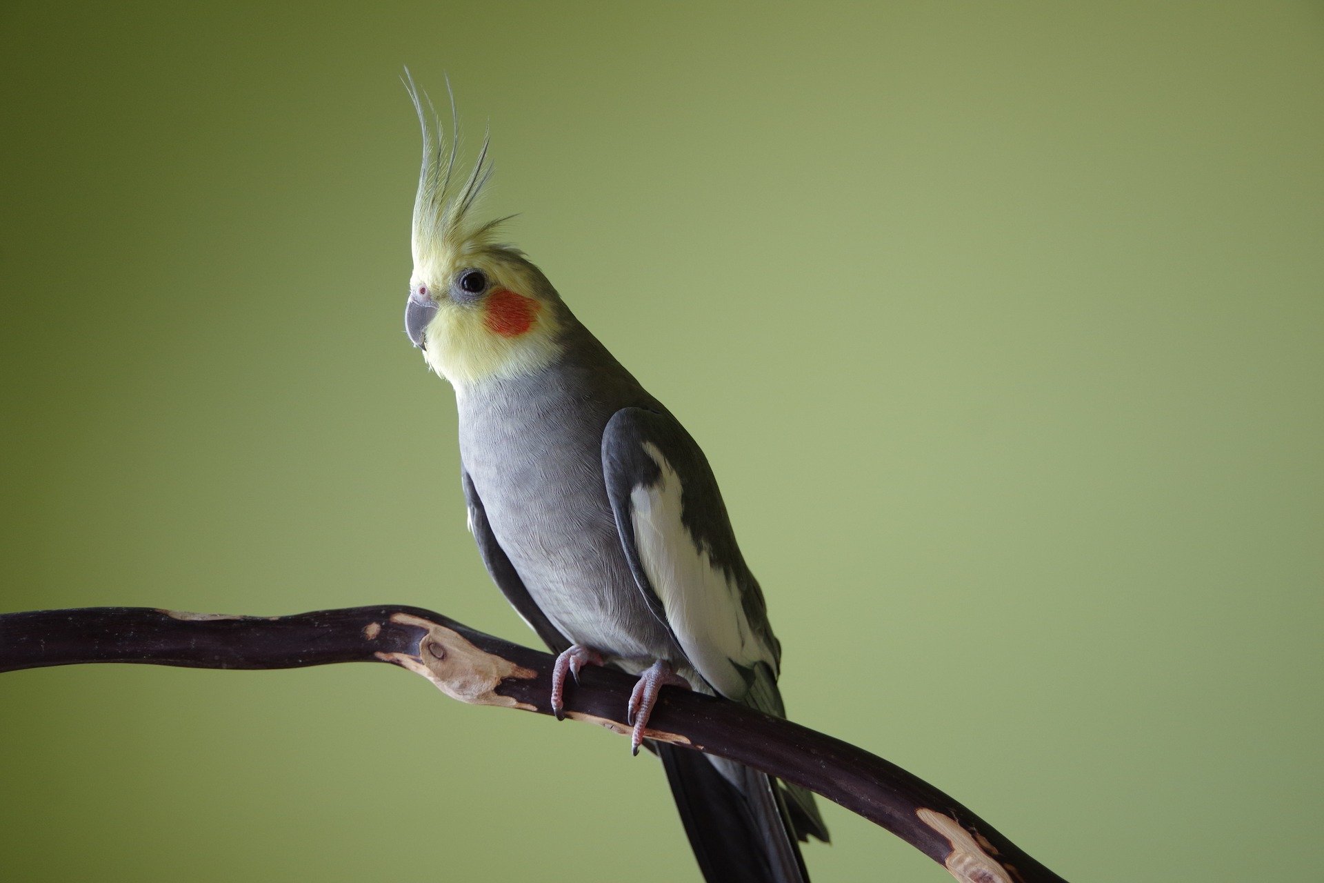 Обзор попугаев корелла: виды, особенности ухода в домашних условиях и фото