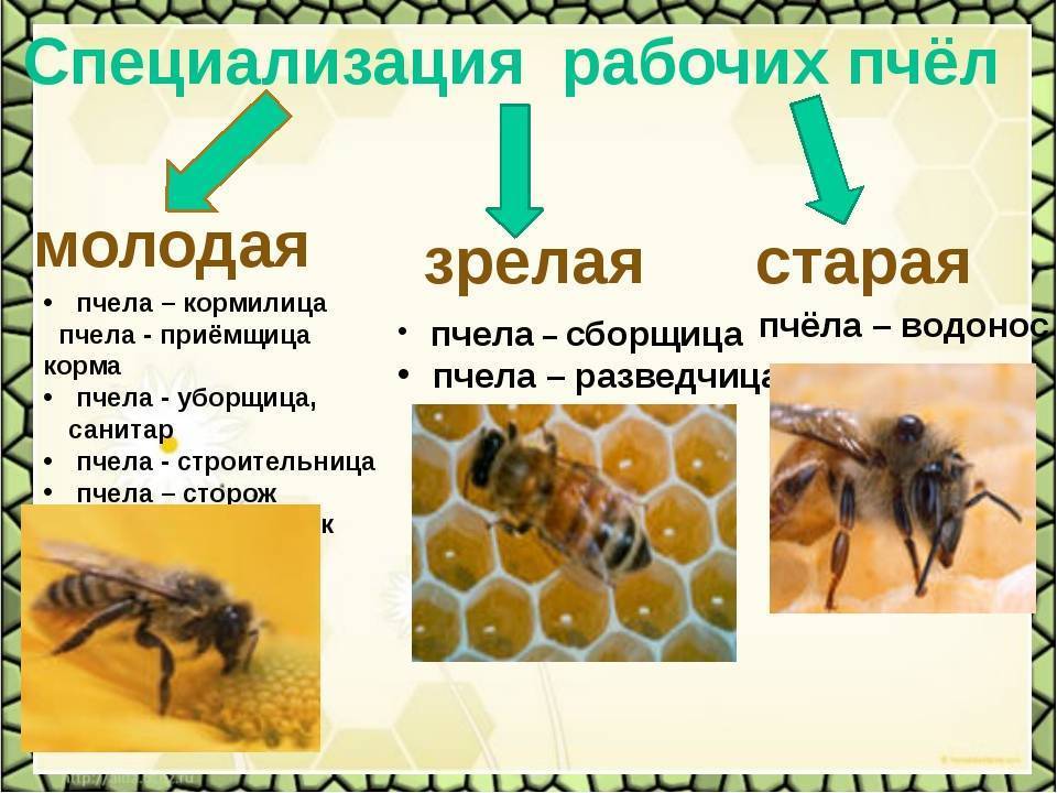 Сколько живет пчела (рабочая медоносная, трутень, матка): в ульях, в природе, после укуса