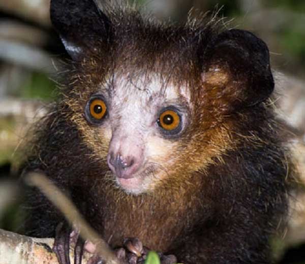 Мадагаскарская руконожка – фото, описание, ареал, рацион, популяция