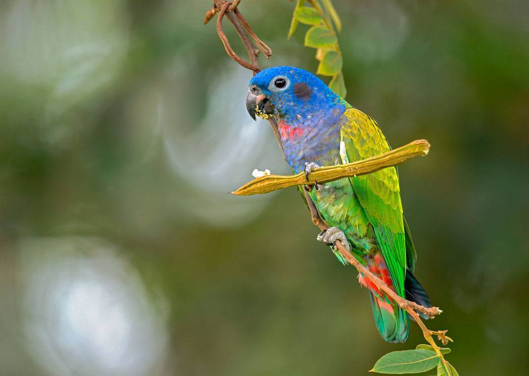 Синеголовый красногузый попугай