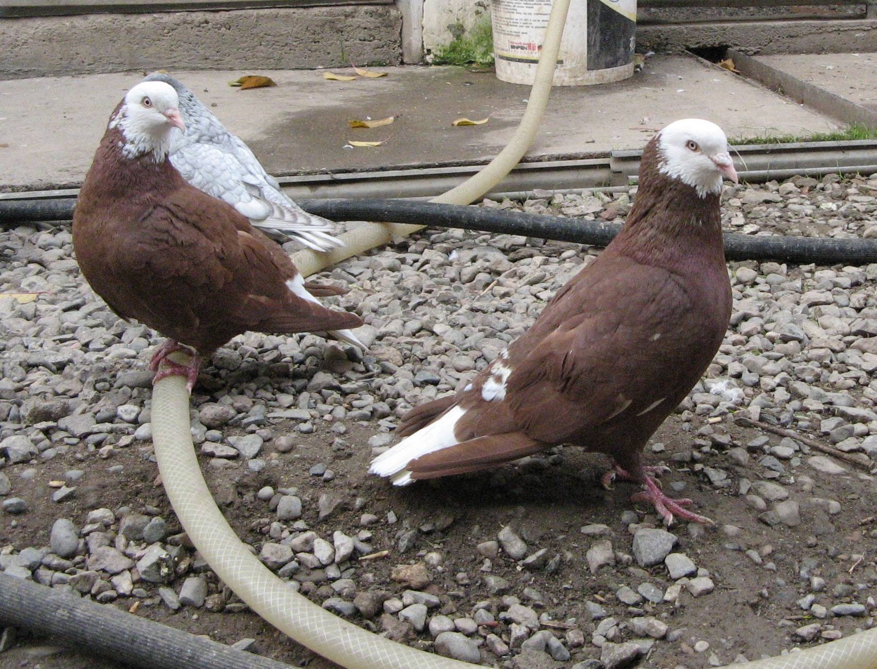 Курские голуби – история, описание внешности, летные качества, уход