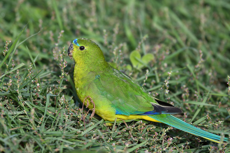 Лазурный травяной попугай