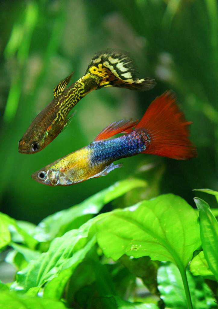 Гуппи ???? аквариумная рыбка: виды, кормление, содержание, разведение, фото - aqa.wiki