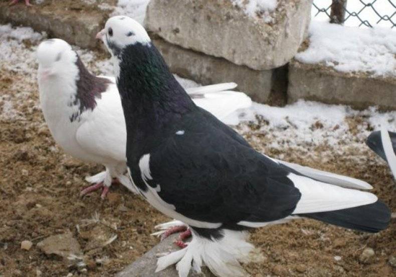 Бакинские голуби: мраморные, широкохвостые, красно-белые, желтые, зеркальные