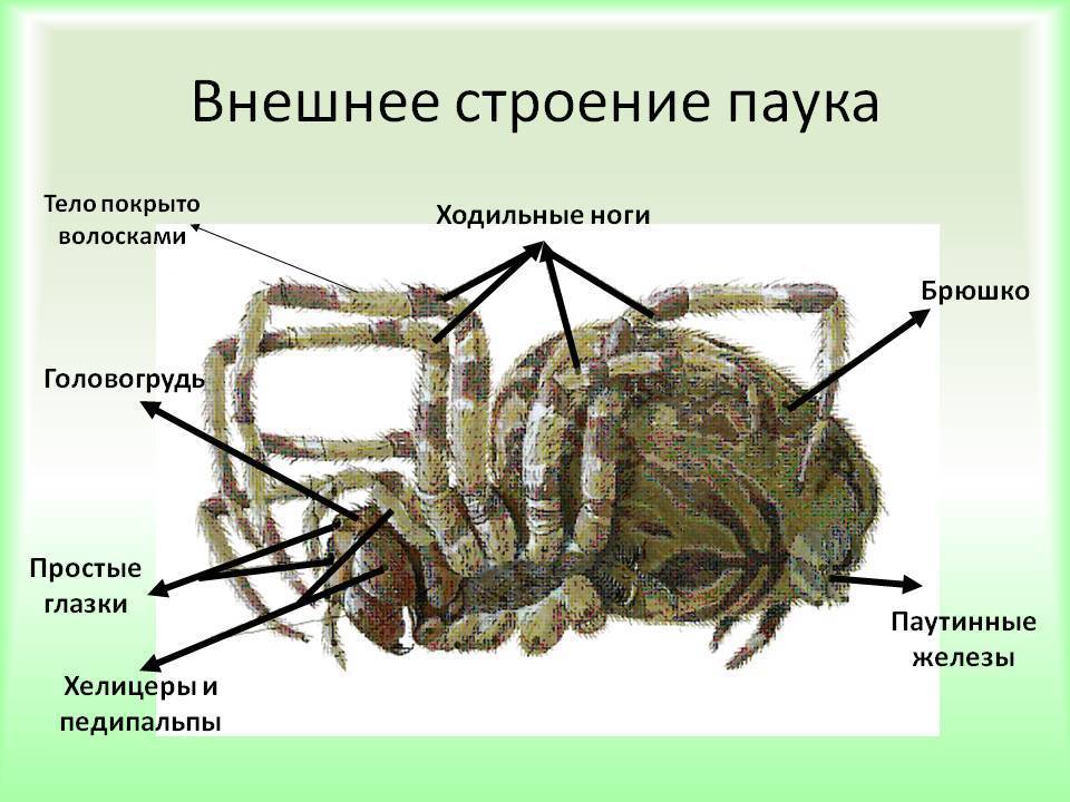 Виды домашних пауков – кто плетёт паутину в вашем доме