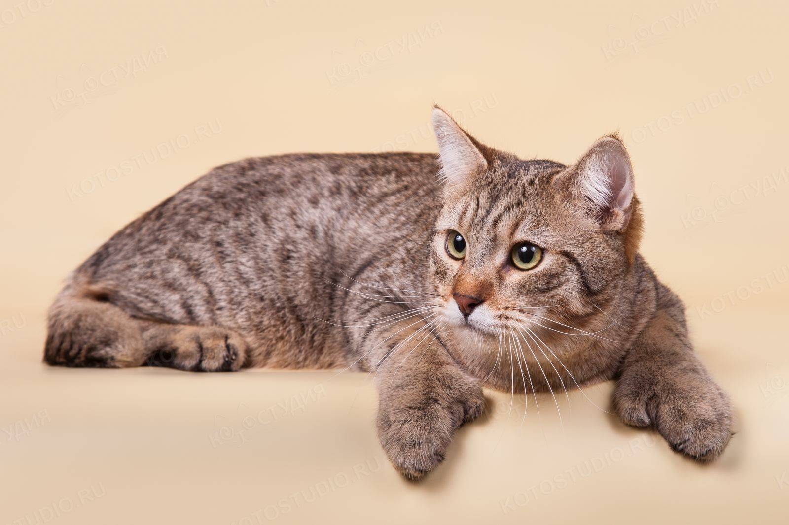 Кошки эльф и двэльф: в чём сходства и различия родственных пород велюровых кошек.
