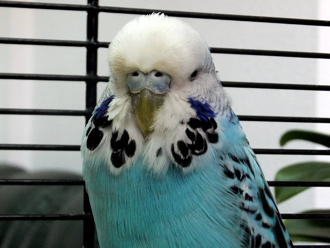 Волнистый попугай чех, виды волнистых попугаев с фото и видео