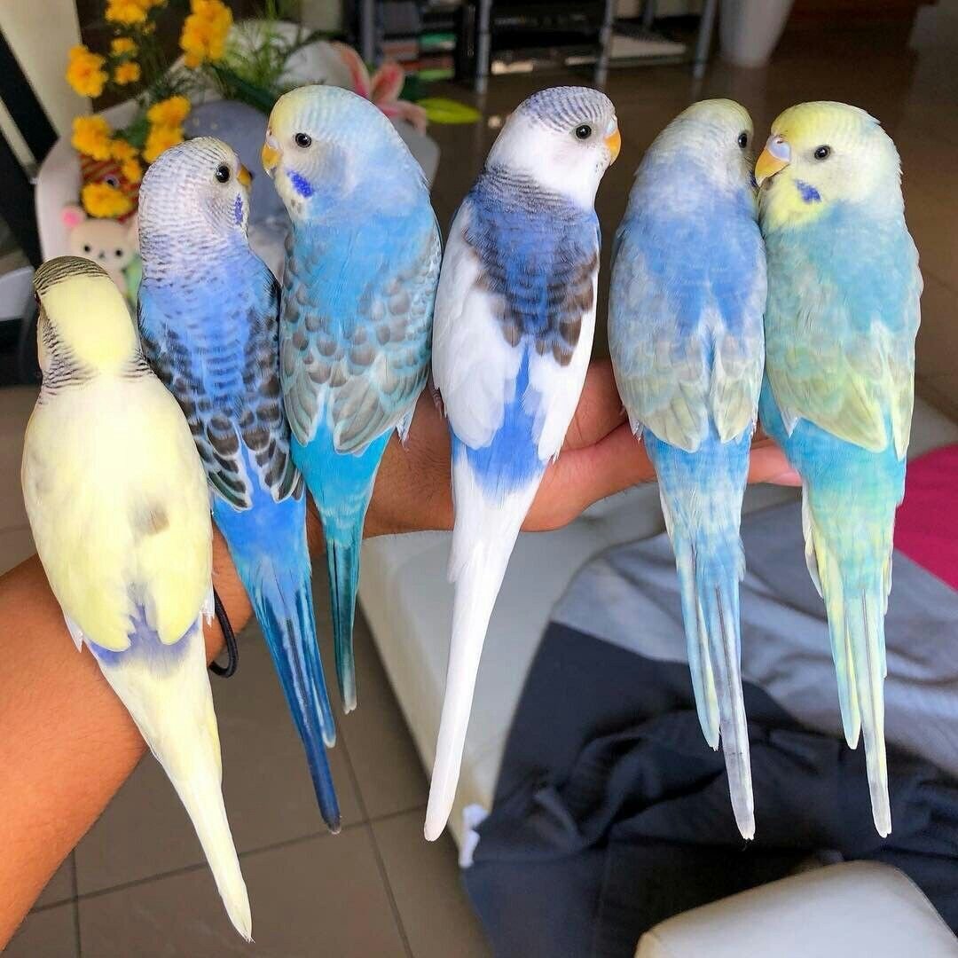 Окрасы волнистых попугаев (фото)