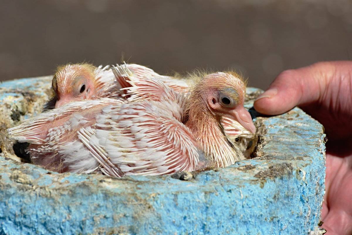 Где можно найти маленьких птенцов голубя и как выглядят детеныши, фото