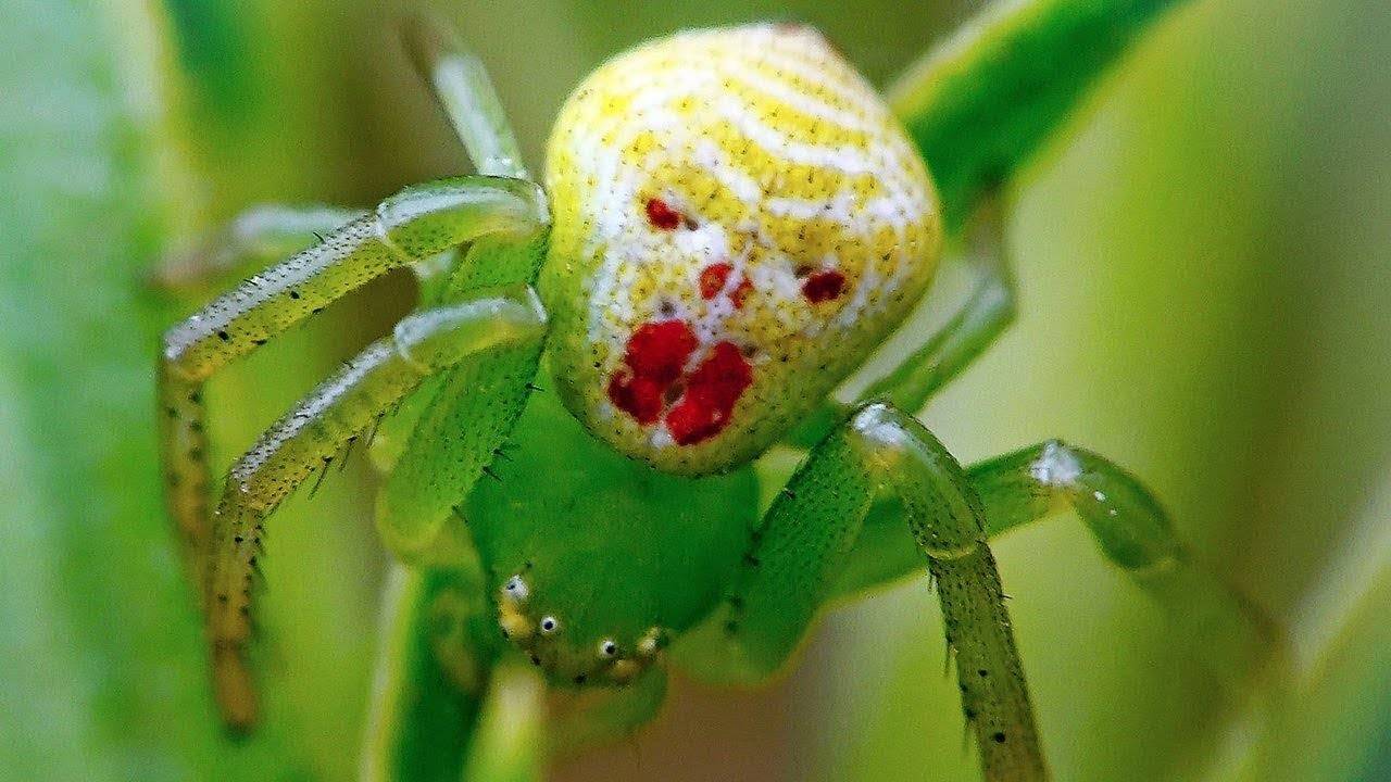 Виды пауков фото