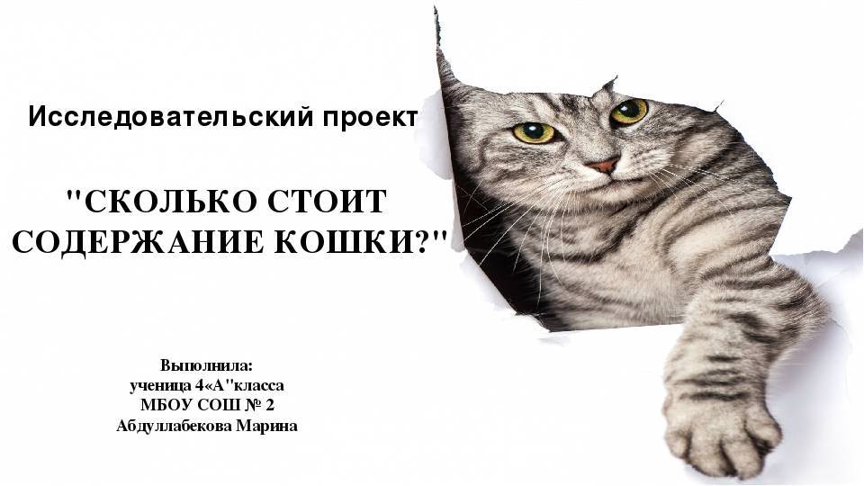 ᐉ сколько стоит содержать кошку и кота в месяц: подсчет по категориям - zoogradspb.ru