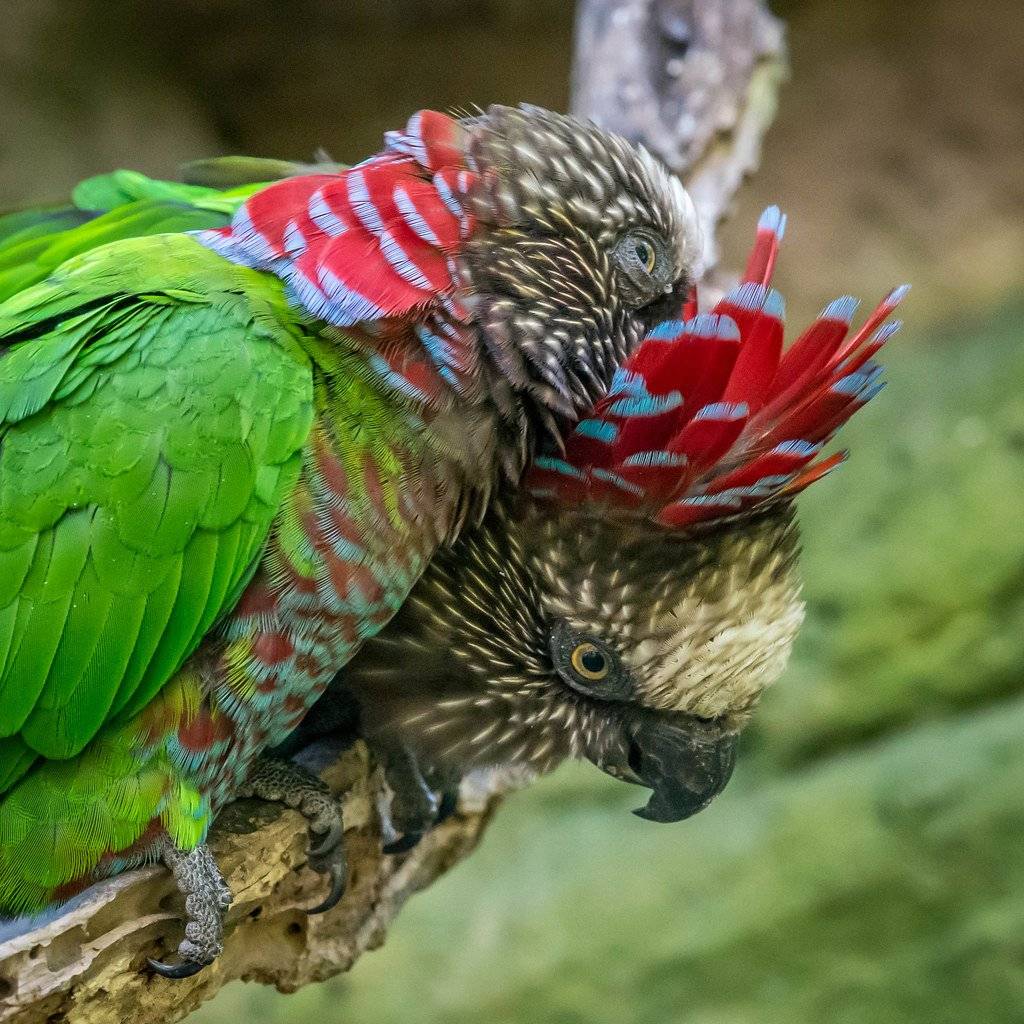 Ястребоголовый попугай. веерные попугаи. род: deroptyus = веерные попугаи: биология, экология, размножение, поведение, питание, враги