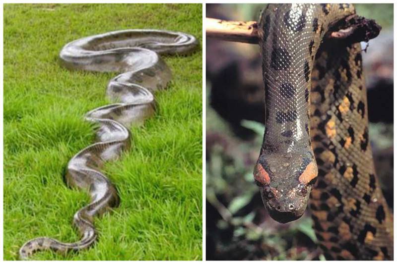 Сколько живут удавы. сколько лет живет змея в неволе и в дикой природе? как долго живет крокодил