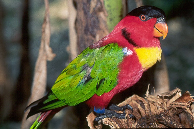 Лори: австралийский попугай с языком щеткой, информация