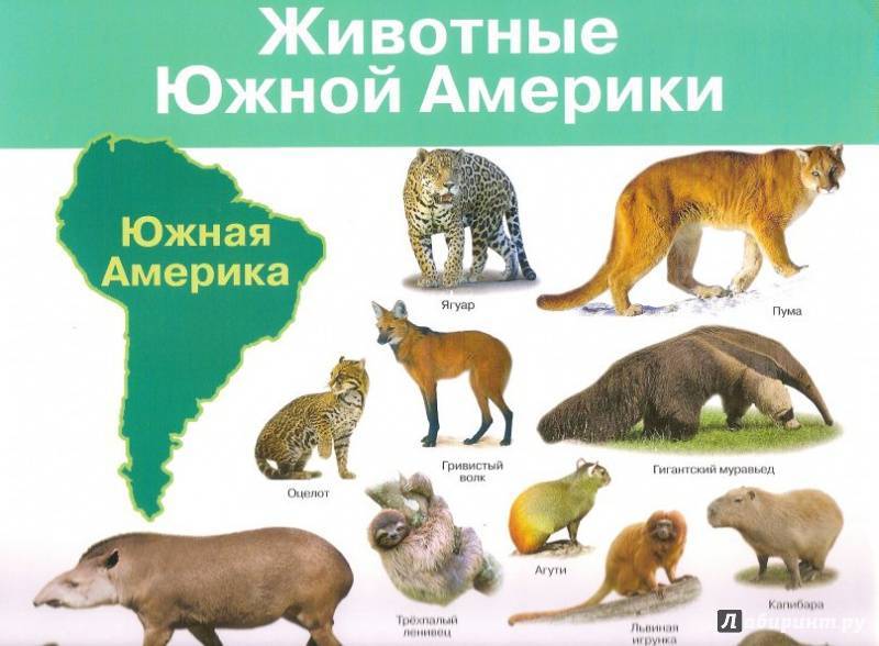Животные южной америки: удивительный природный мир - tarologiay.ru