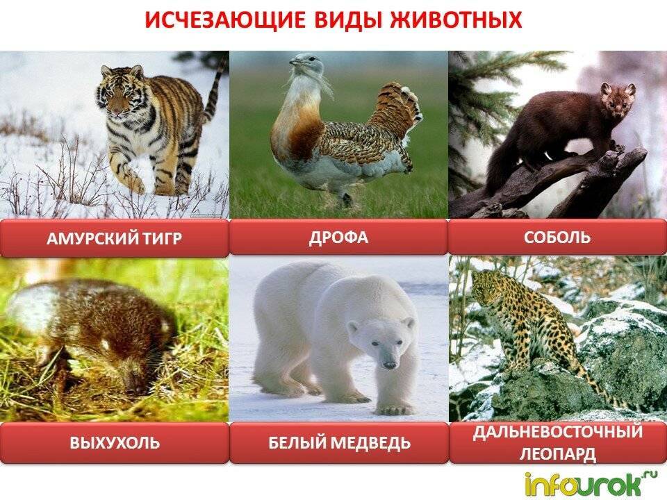 Россия: животный мир, природные зоны, список видов, занесенных в красную книгу | tvercult.ru