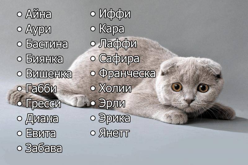 Имена для котов или кошек с белым окрасом шерсти - по алфавиту от а до я