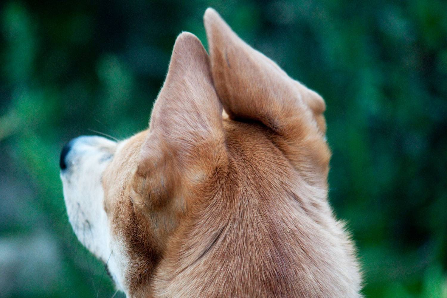Аллергия на ушах и аллергический отит у собак