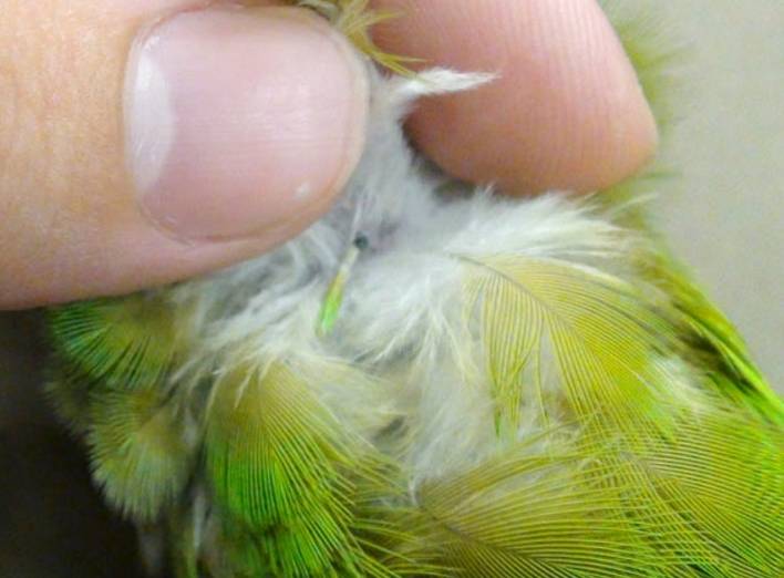 Выпадение перьев у волнистых попугаев