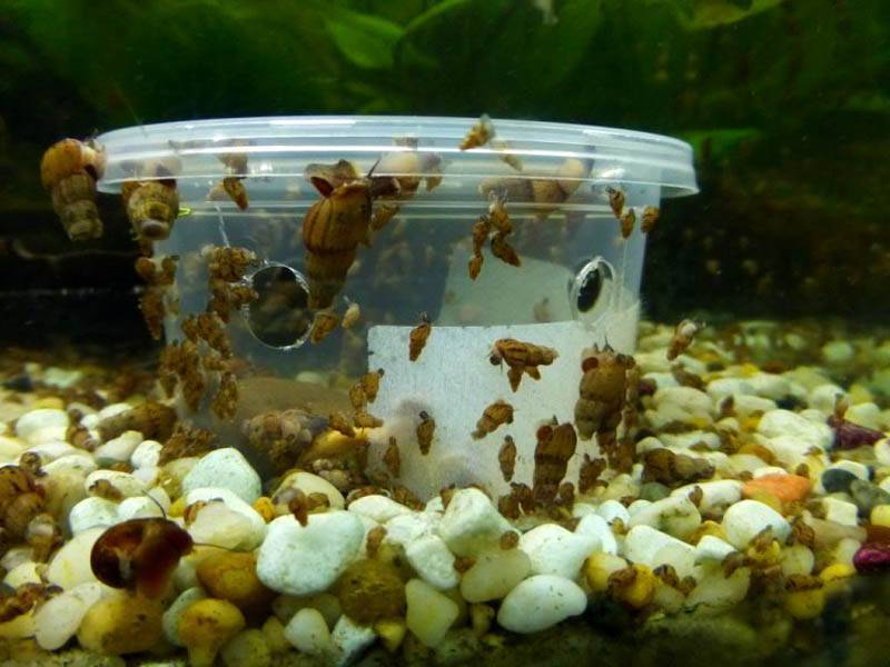 7 видов аквариумных улиток: какие лучше чистят, чем питаются, для чего они нужны
