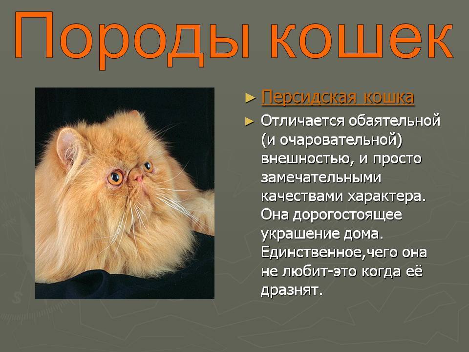 Персидская кошка: описание породы