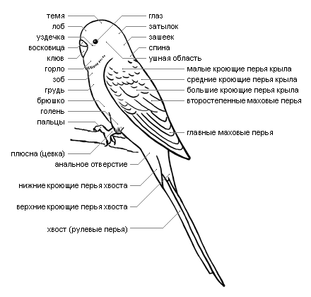Половые органы попугаев — domdrug