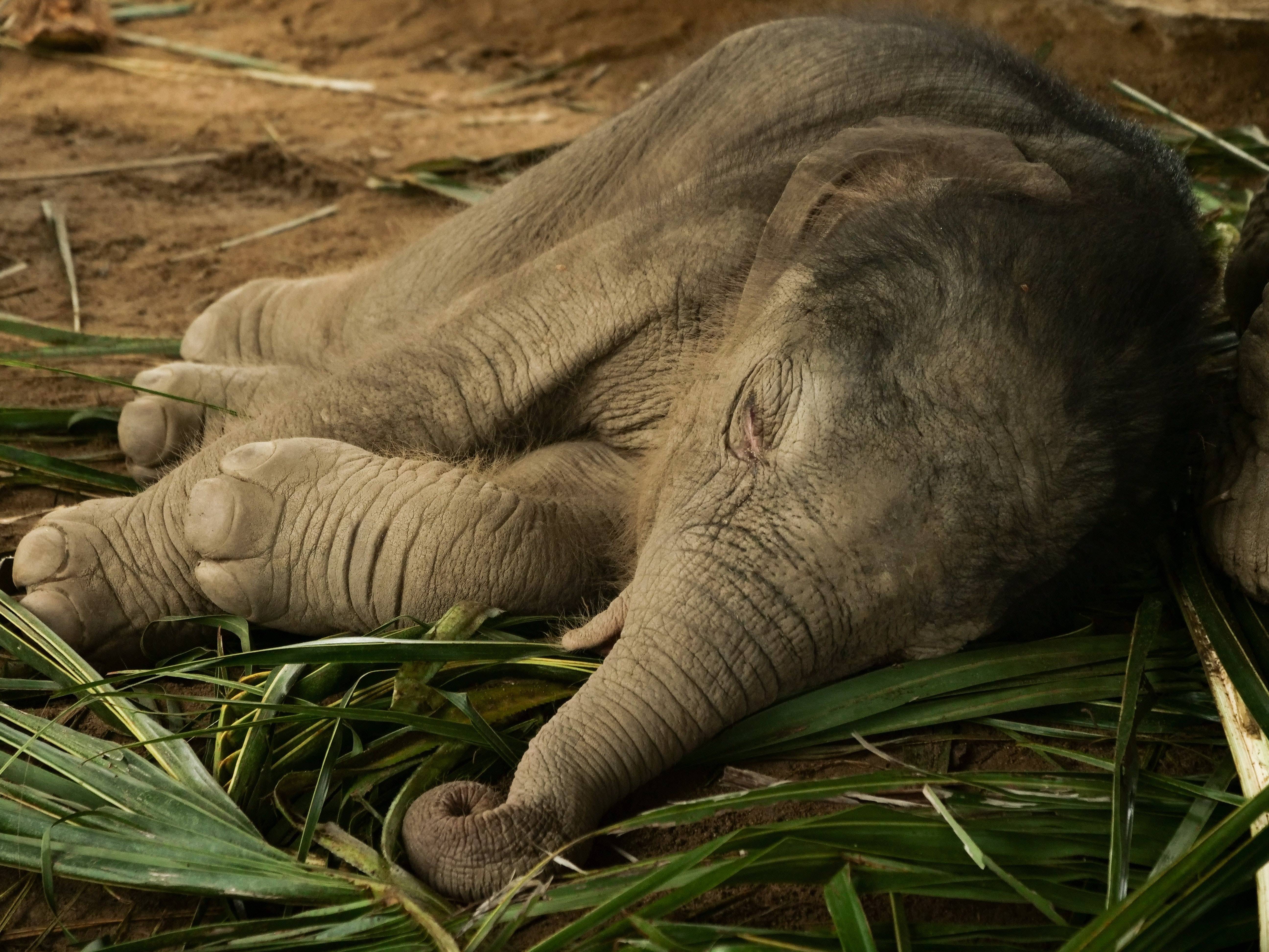 Как спят слоны – особенности, факты, хитрости