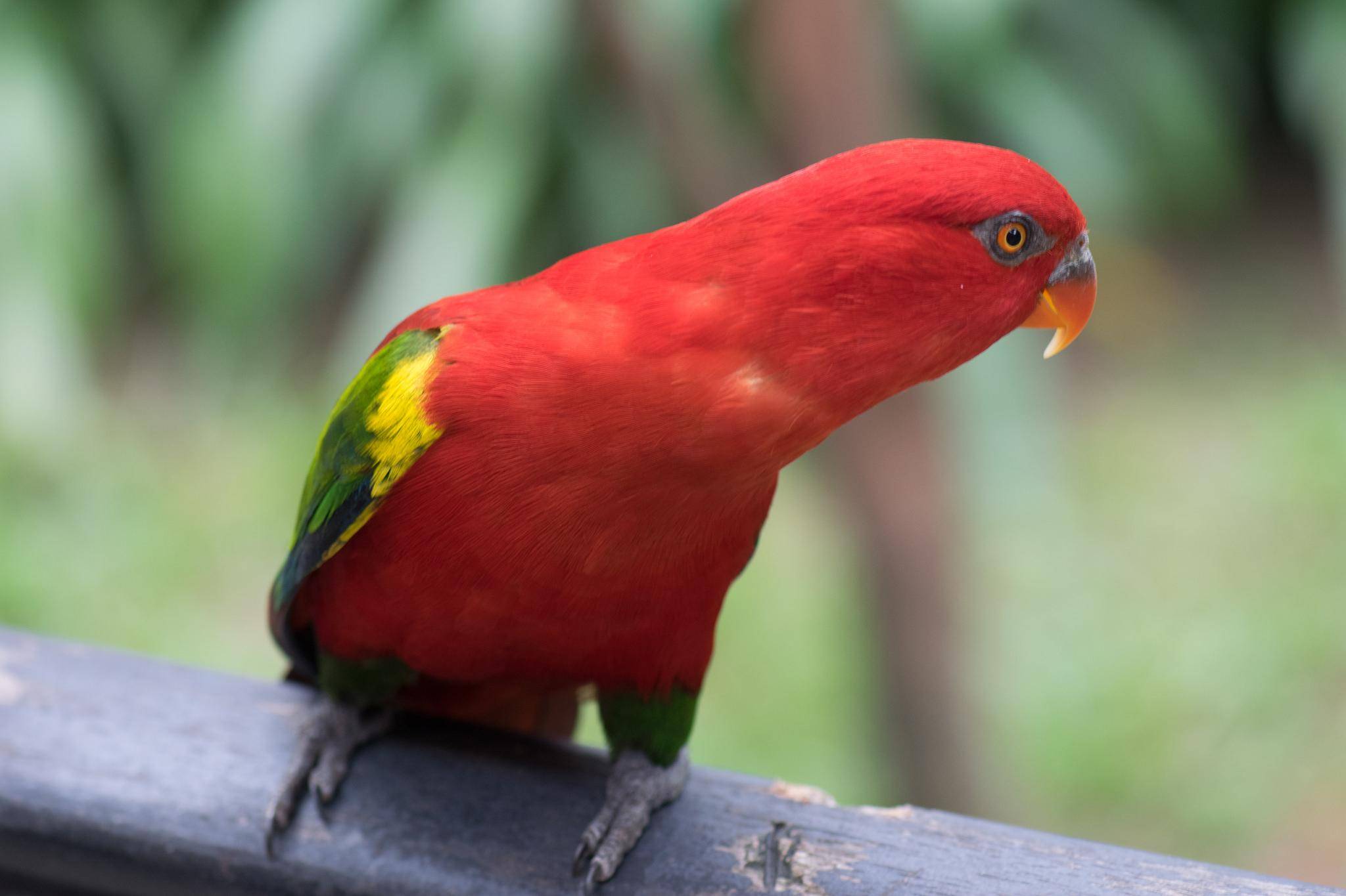 [новое исследование] австралийские попугаи или представители семейства попугаевых на австралийском континенте