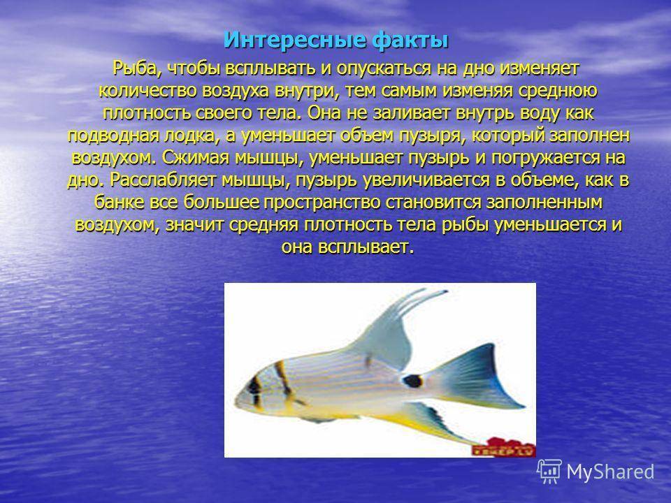 Интересные факты о рыбах для детей: самые необычные особи, умения и размеры, рекордные сведения - kotiko.ru