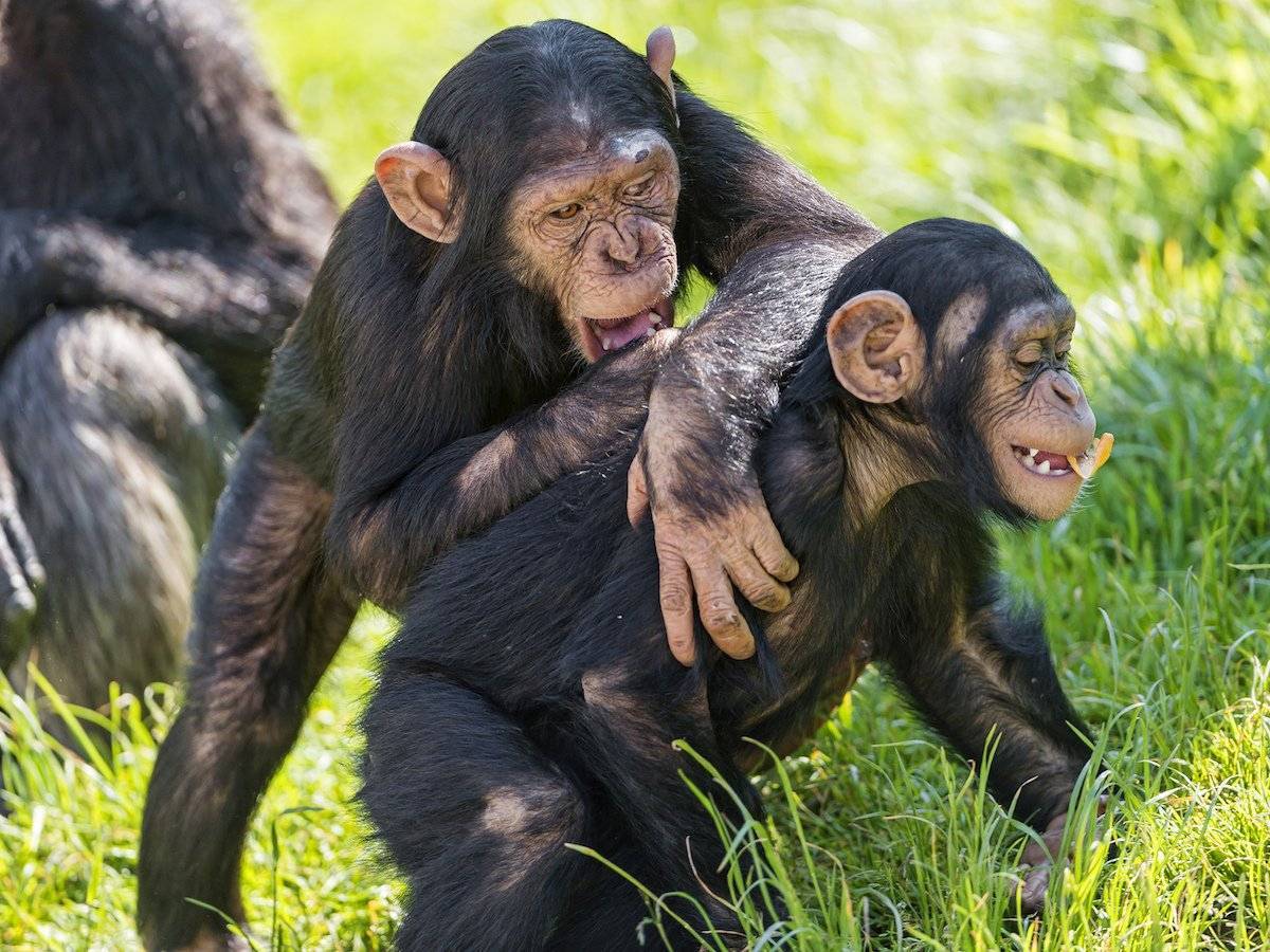 Обезьяна бонобо: особенности вида карликовых шимпанзе