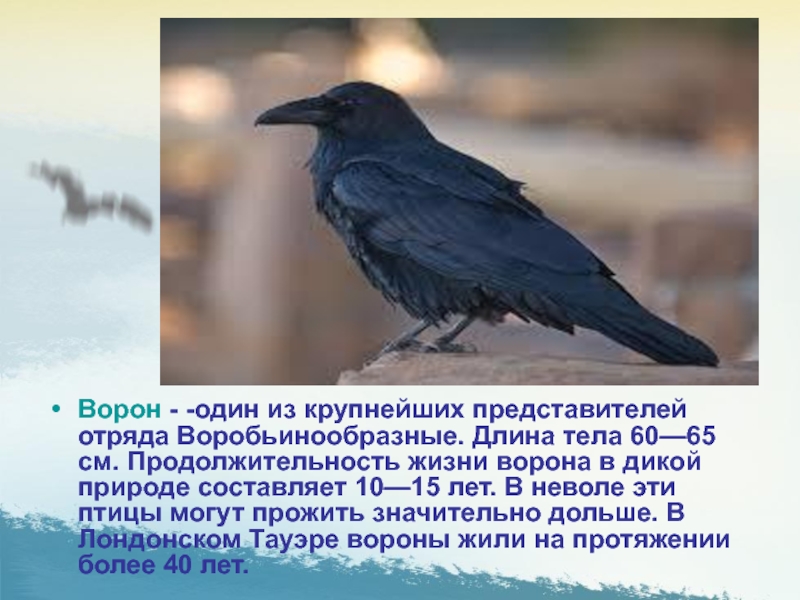 О жизни ворона птицы в дикой природе: сколько лет живет, среда обитания, виды