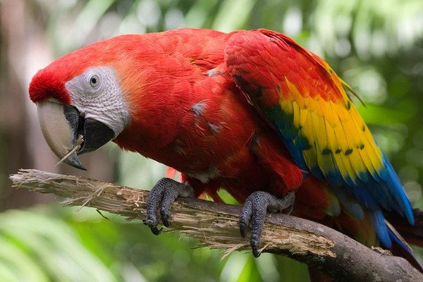 Красный ара(макао): описание, жизнь в дикой природе