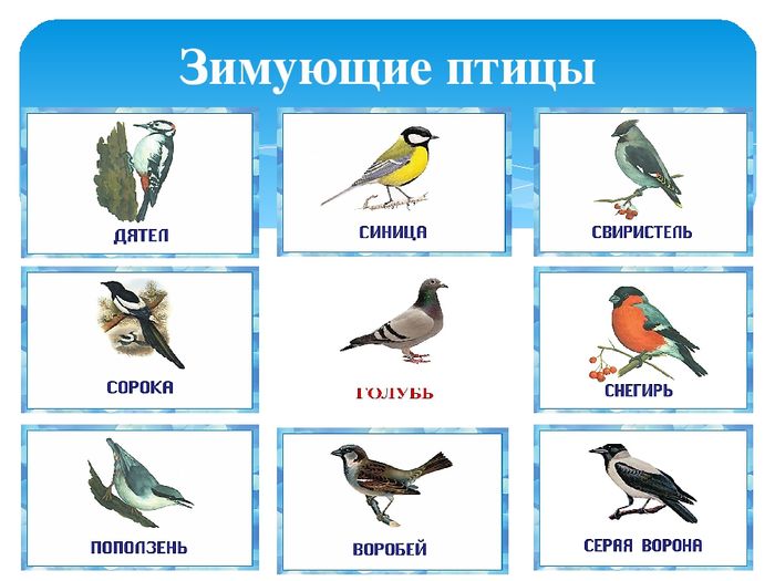 Зимующие птицы (весь список): названия, картинки, описание