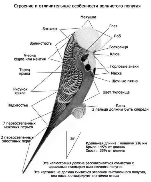 Анатомия и скелет волнистых попугаев