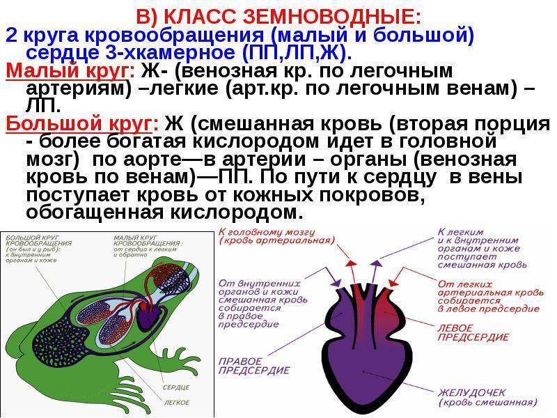 Кровеносная система земноводных ️ сколько кругов кровообращения