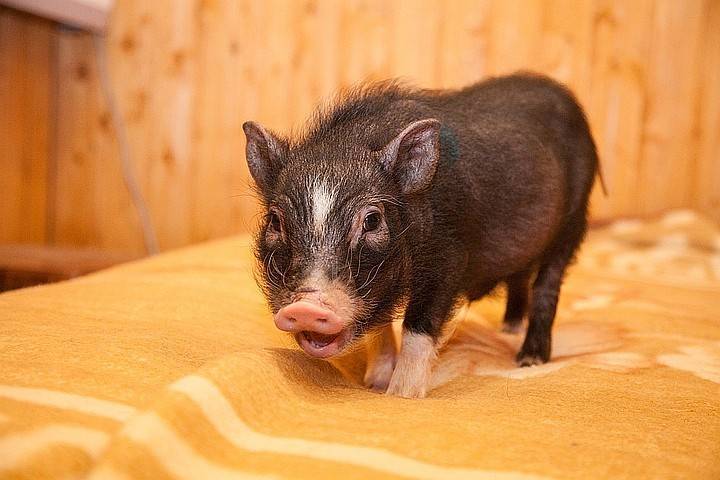 Карликовая домашняя свинья: все нюансы о мини-пигах