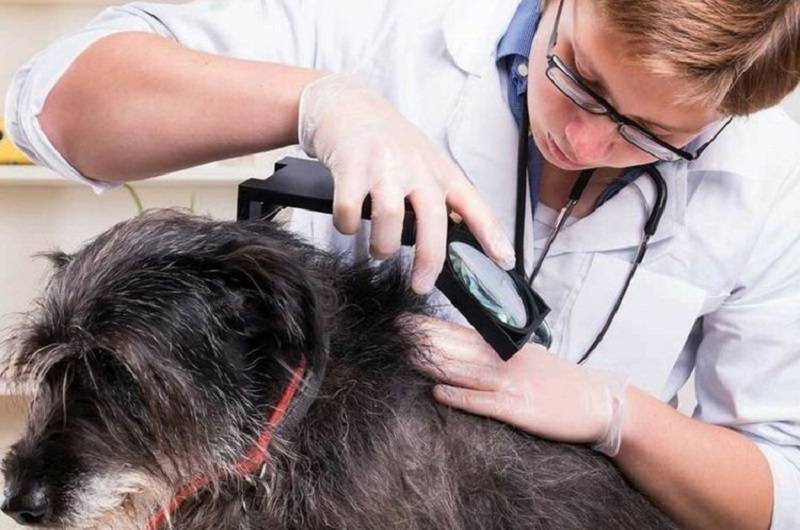 Подкожный клещ у собаки: лечим демодекоз