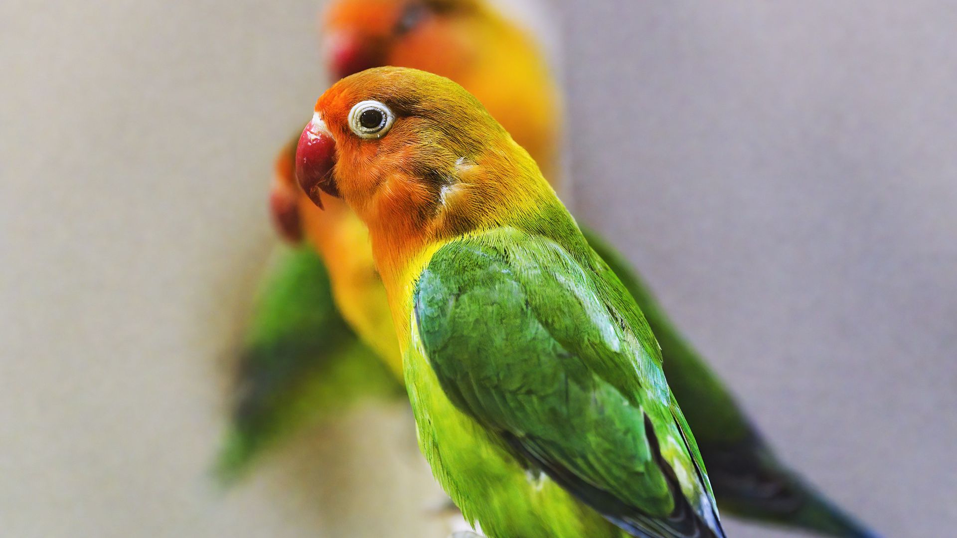Отзывы о попугаи неразлучники