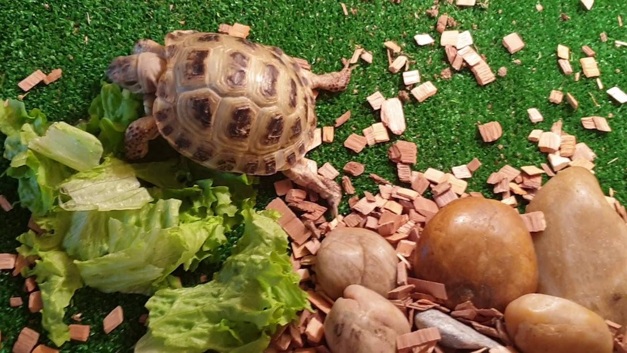 Что ест черепаха в домашних условиях. чем кормить черепаху? - topkin | 2021