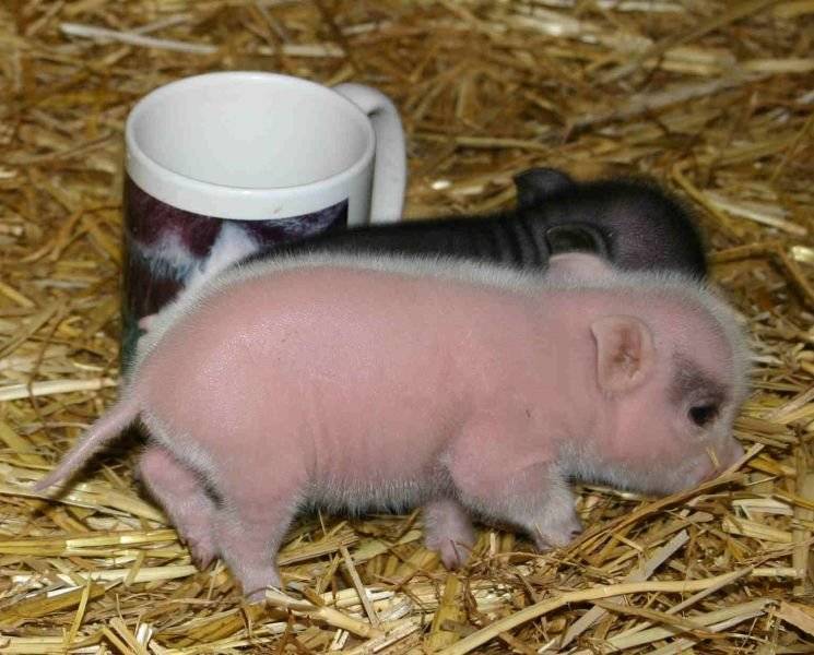 Карликовая домашняя свинья (мини-пиг): особенности ухода и содержания