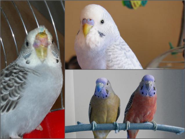 Дрожь и взъерошенные перья у попугая. причины подобного состояния, вероятные опасности