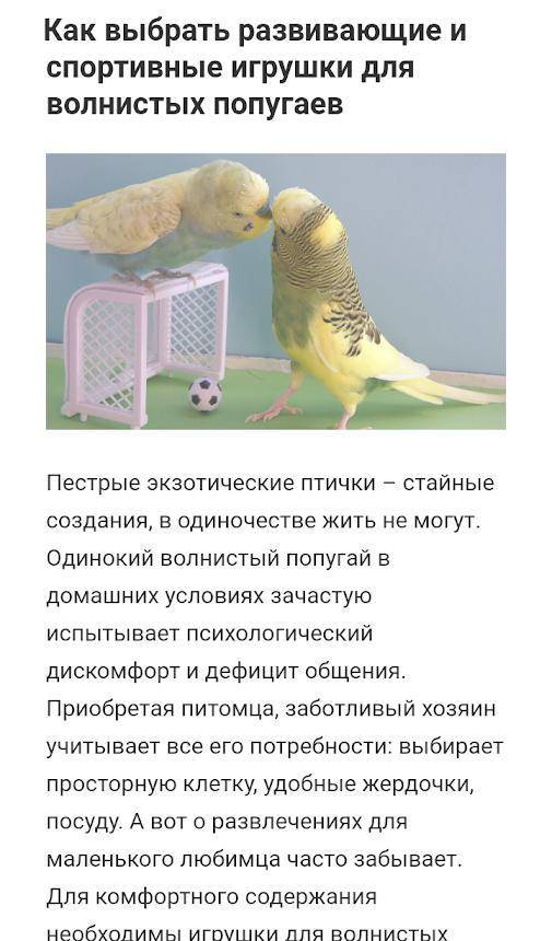 Как выбрать попугая кореллу: 11 шагов