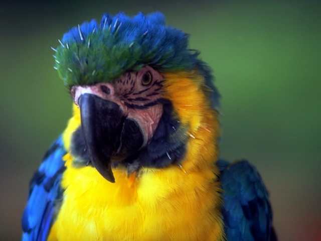 Ара - попугай c зелеными крыльями. виды и содержание в домашних условиях
