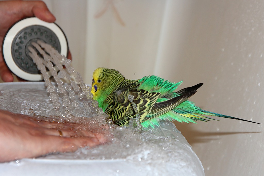 Как правильно мыть волнистого попугайчика дома