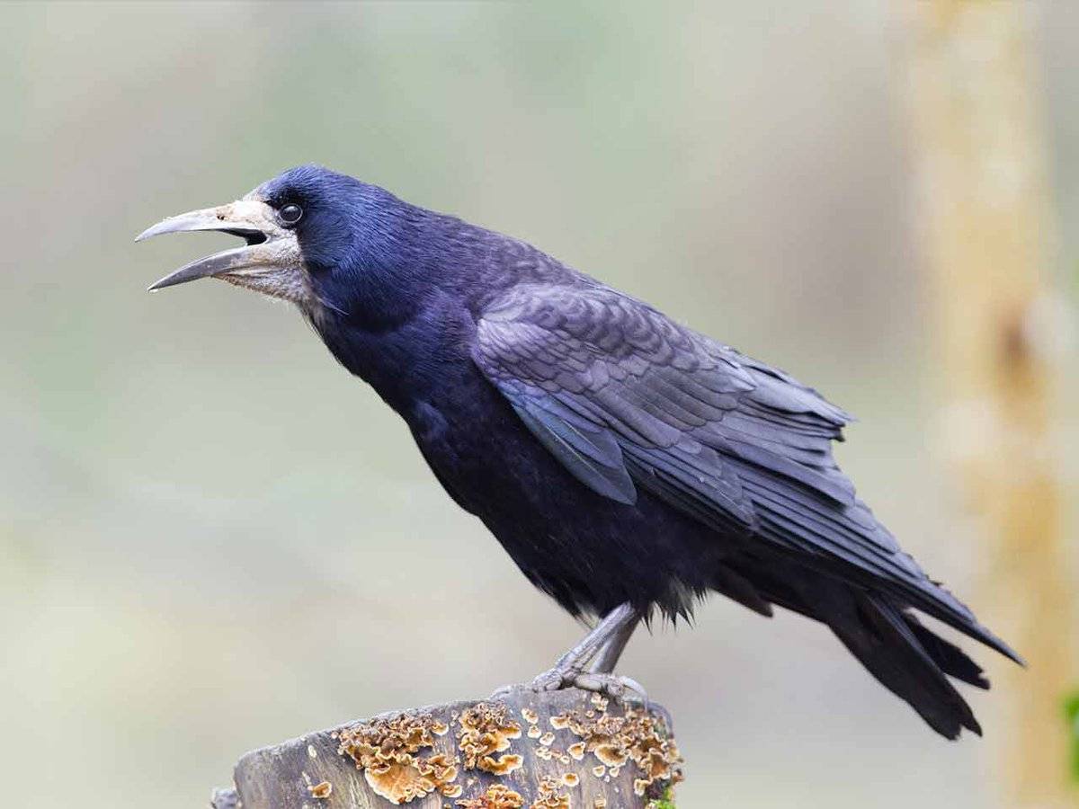 Грач – фото и описание птицы, чем питается, где живет, размеры