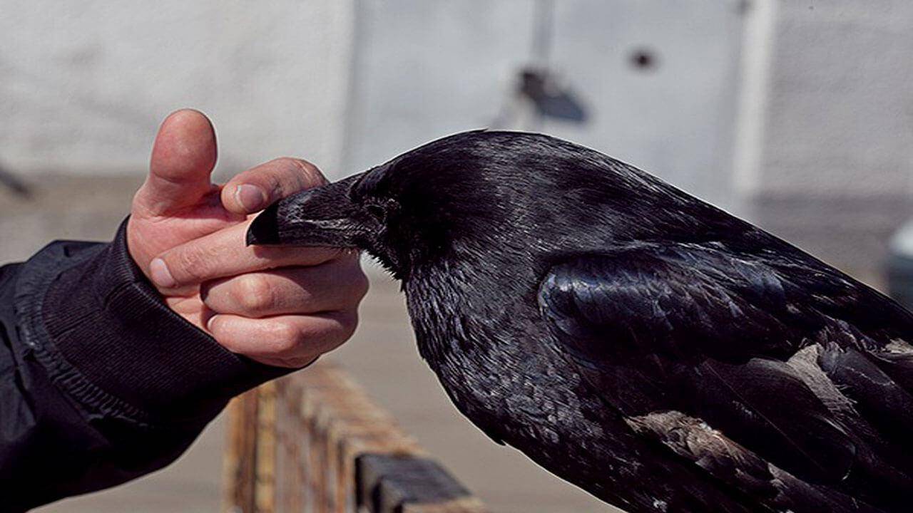 Сколько лет живут различные птицы в том числе вороны и попугаи