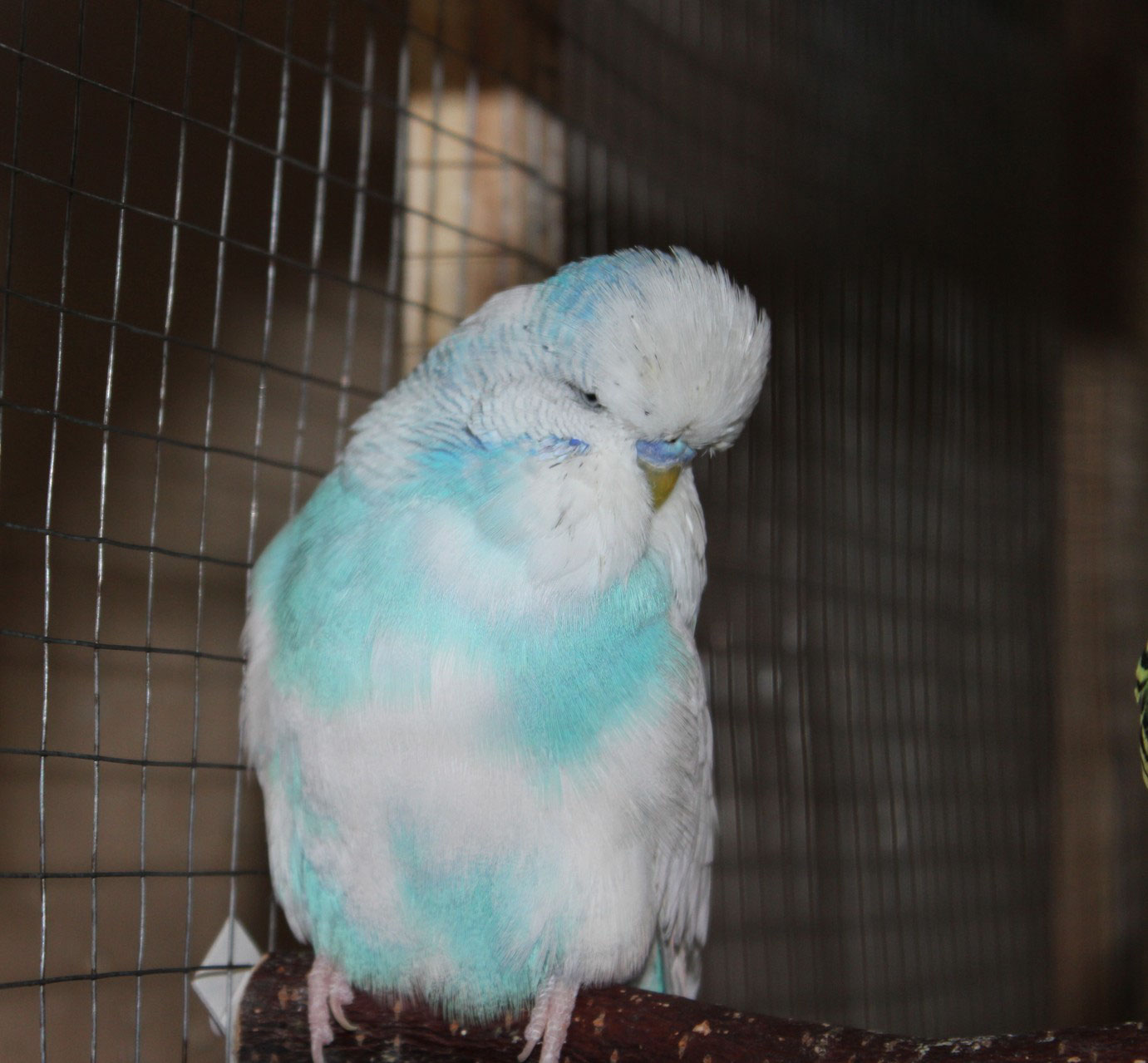 Волнистый попугай чех: информация, сравнения, отличия