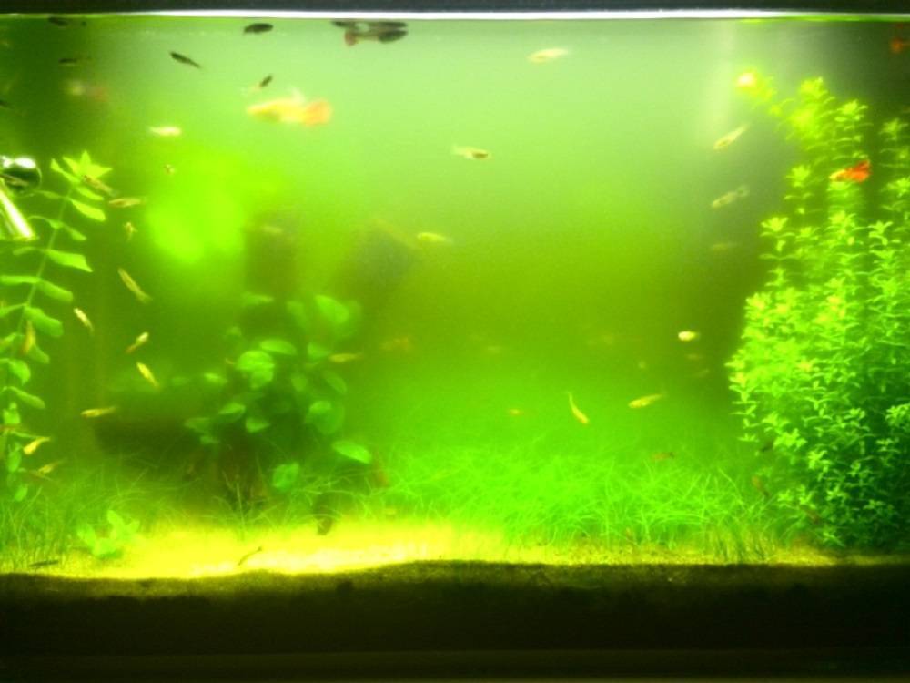 Зеленеет вода в аквариуме: что делать