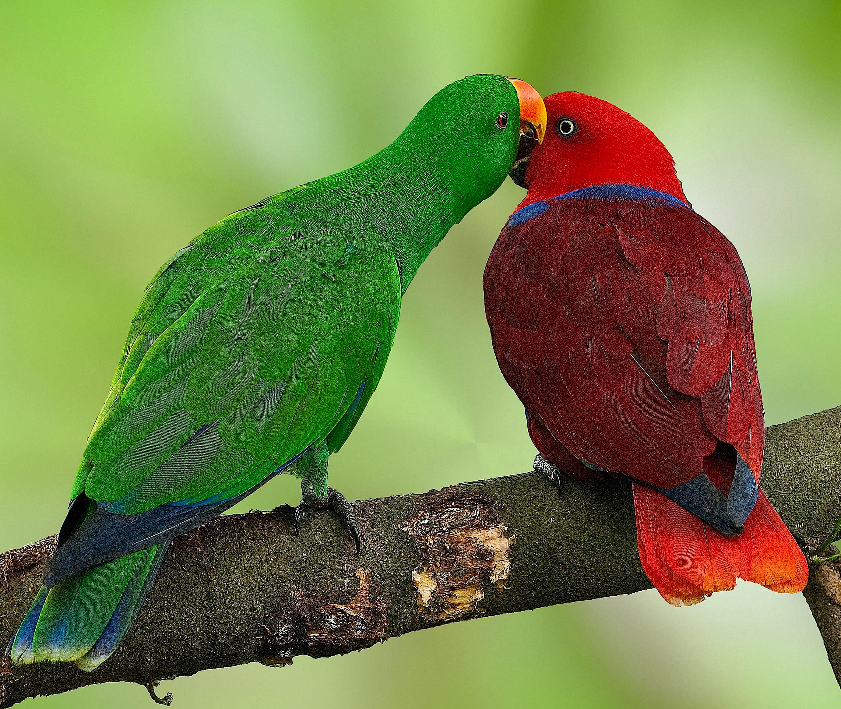 Благородный зелёно-красный попугай : фото, видео, содержание и размножение