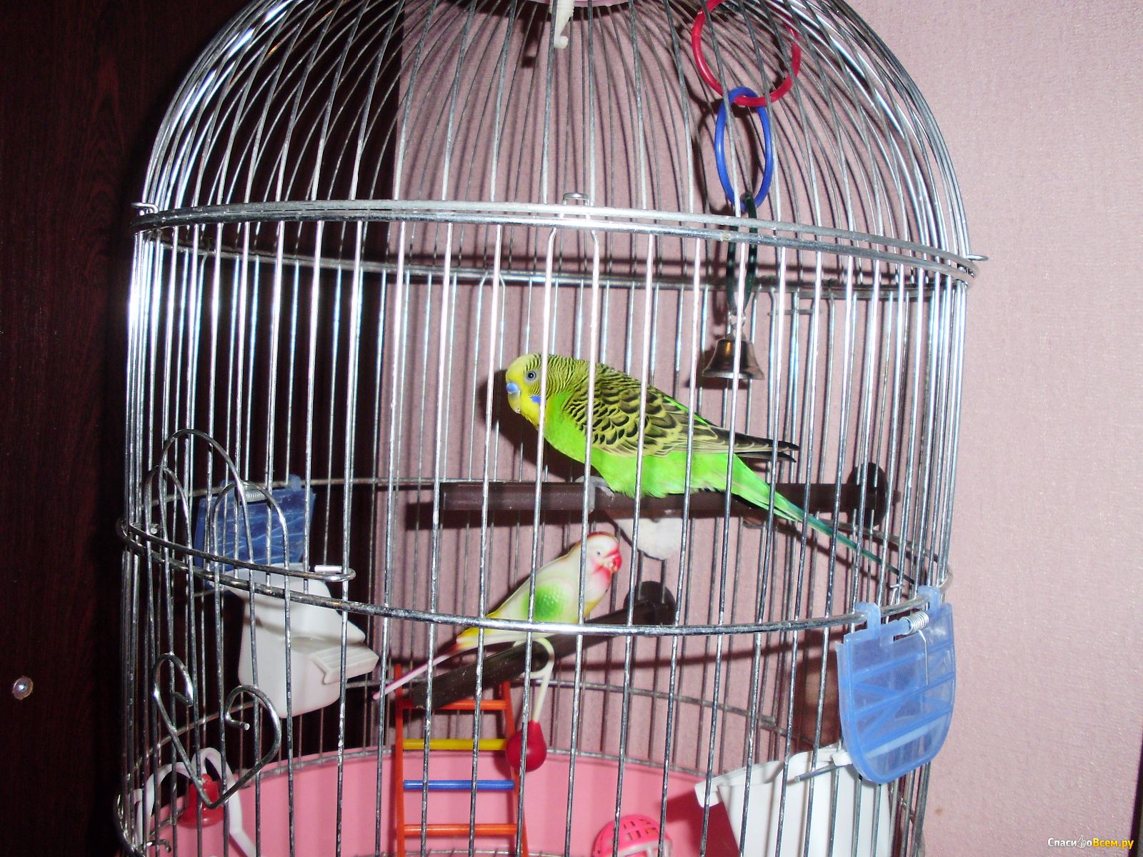 Какого попугая лучше завести в квартире – какие сюрпризы они могут преподнести